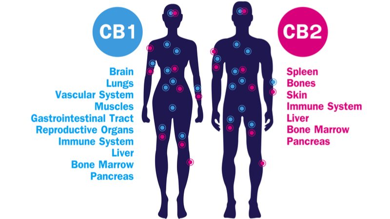 CB1 CB2 benefits