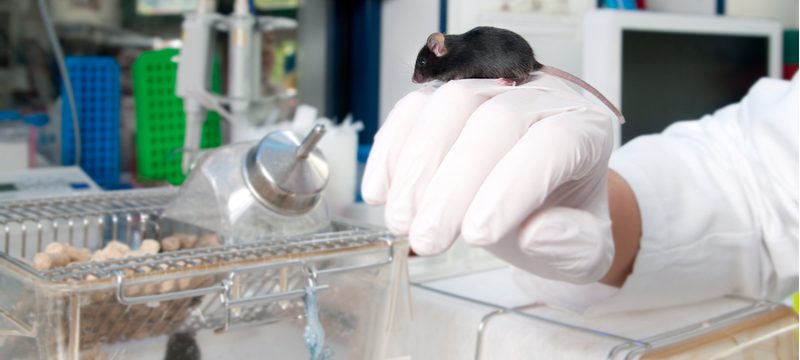 CBD research and mice