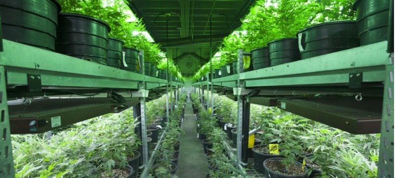Cannabis_Production