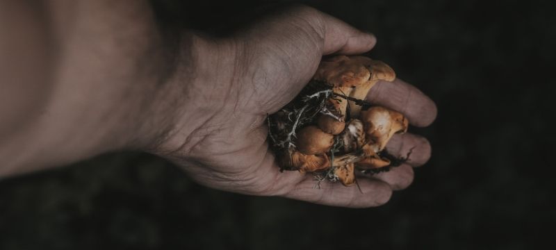 Mushrooms min