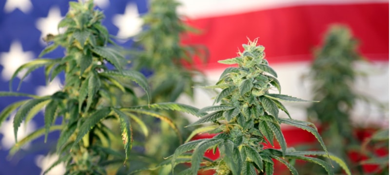Cannabis Plant & US Flag