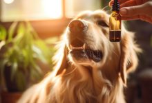 CBD Oil for Dogs Dose Calculator