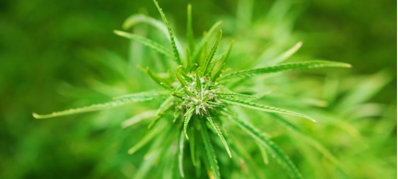 Cannabis Plant Green min