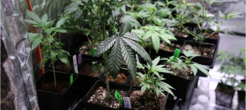 Growing Cannabis min