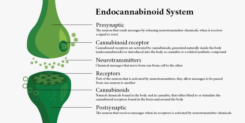 Endocannabinoid Receptor