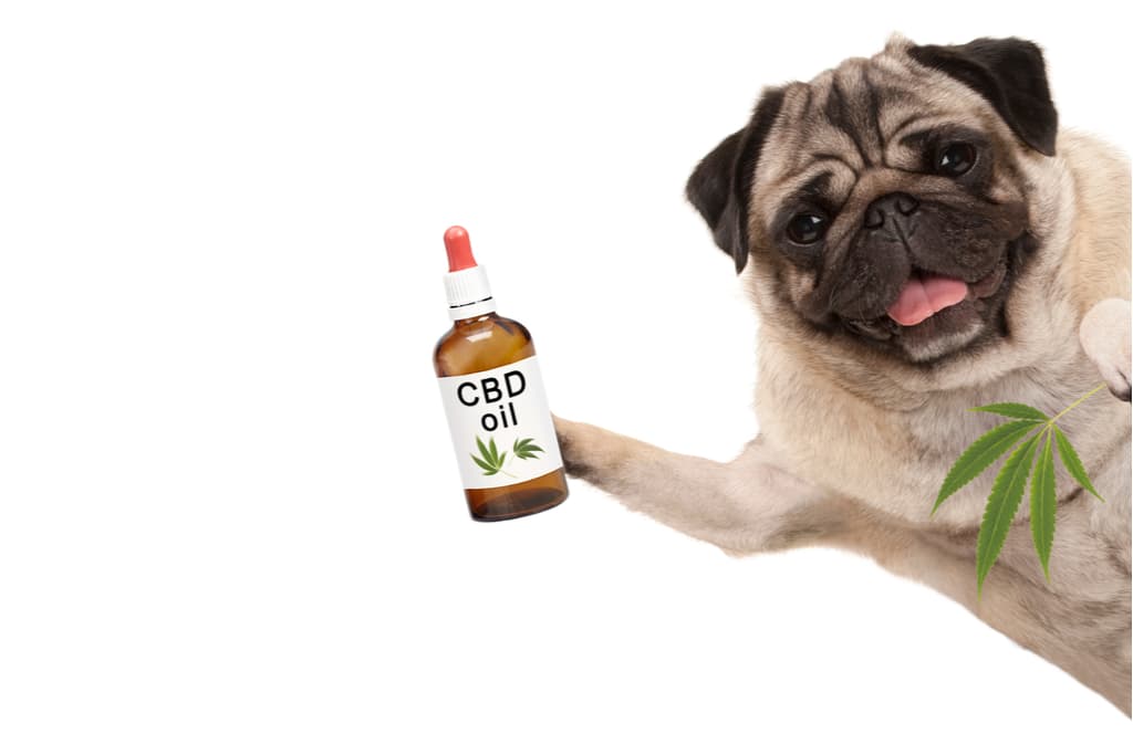 cbd-oil-for-dogs-uk-dog-holding-cbd-oil-picture-min